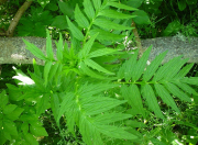 Valeriana Officinalis Kedi Otu Fidesi (5 adet)