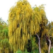 Tüplü Leguminosea Kıbrıs Akasyası Fidanı (90-150 cm)