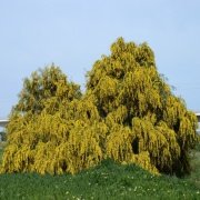 Tüplü Leguminosea Kıbrıs Akasyası Fidanı (90-150 cm)