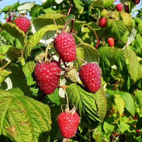 Tüplü İri Meyveli Yüksek Verimli Polka Ahududu Fidanı