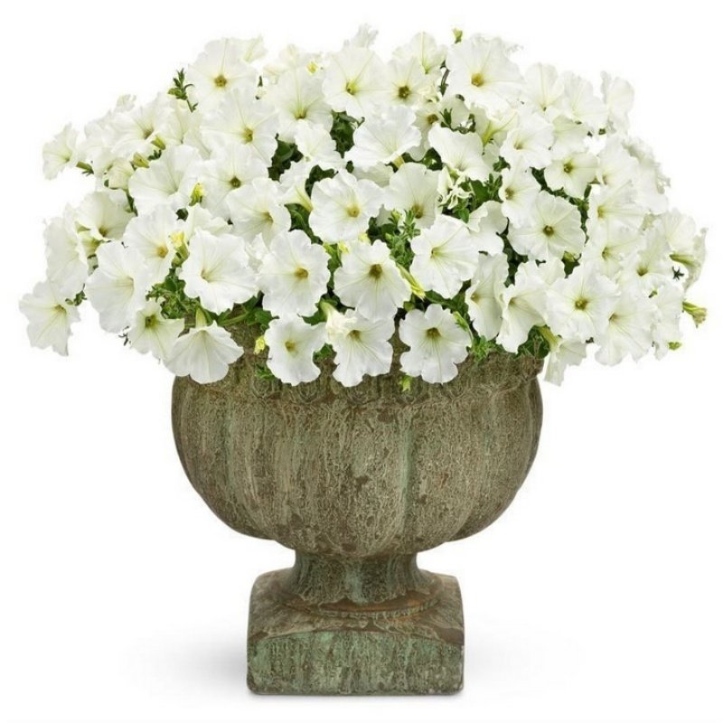 Saksıda Pegasus Patio White Sarkıcı Saksılık Petunya Çiçek Açma Durumunda