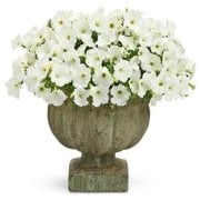 Saksıda Pegasus Patio White Sarkıcı Saksılık Petunya Çiçek Açma Durumunda
