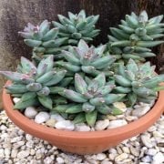 Pachyphytum Compactum Rozet Sukulent (5.5 Luk Saksıda)