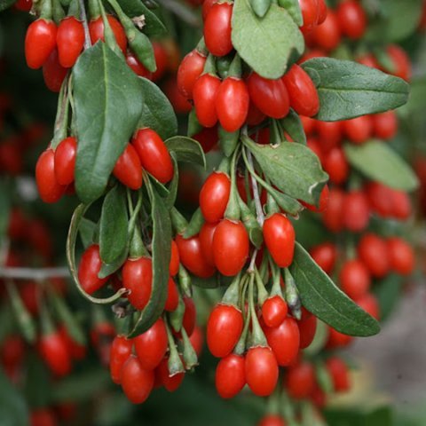 Tüplü Goji Berry Kurt Üzümü Fidanı (10 adet)