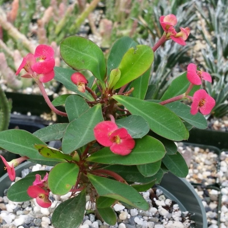 Mini Euphorbia Milii Kaktüs Dikenler Tacı (5. Luk Saksıda)