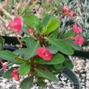Mini Euphorbia Milii Kaktüs Dikenler Tacı (5. Luk Saksıda)