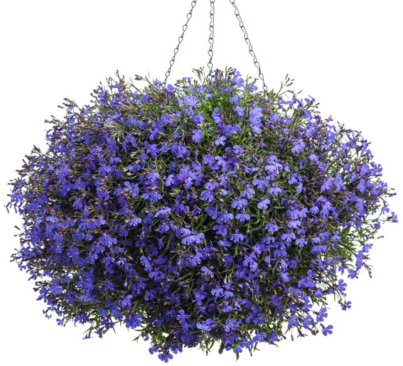 Laura Purple  Lobelya Çiçeği Fidesi (2 adet)