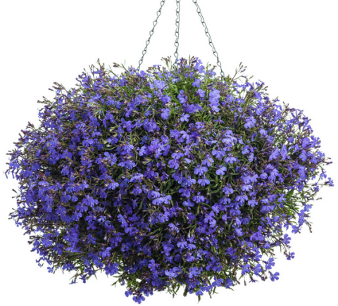 Laura Purple  Lobelya Çiçeği Fidesi (2 adet)