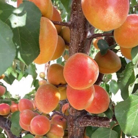 Tüplü Yüksek Aromalı Soğuklara Dayanıklı  Al Kayısı Fidanı