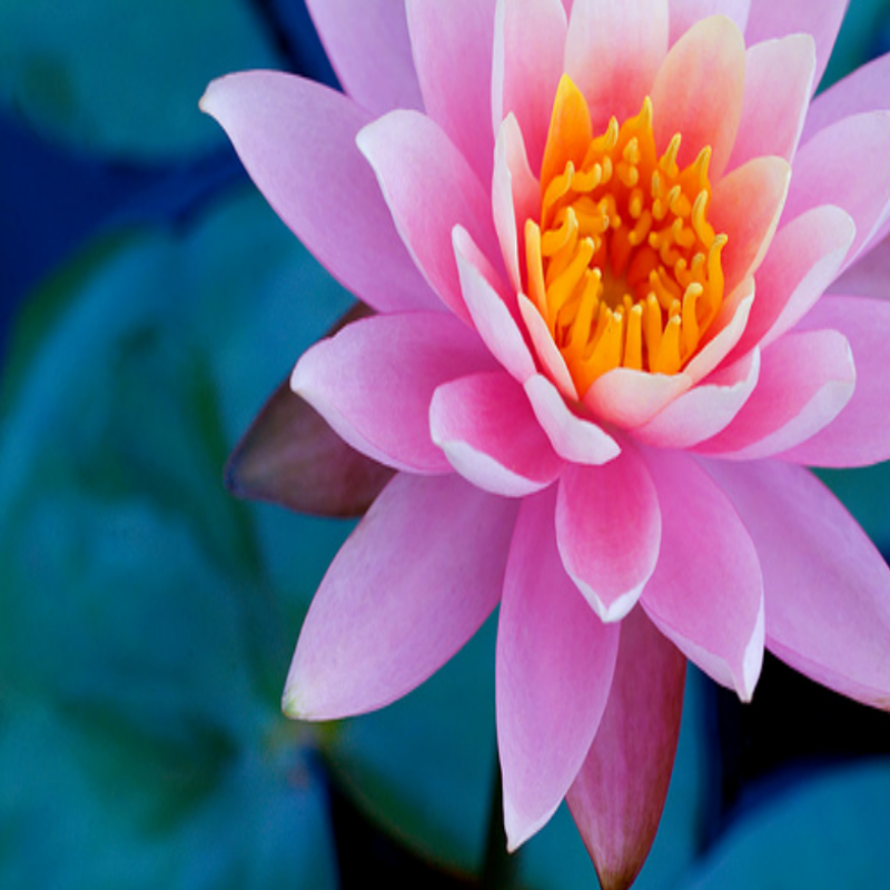 Doğal Pembe Lotus Çiçeği Tohumu (10 tohum)