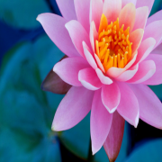 Doğal Pembe Lotus Çiçeği Tohumu (10 tohum)