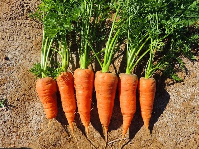 Doğal Chantenay Red Cored Topak Havuç Tohumu (100 tohum)