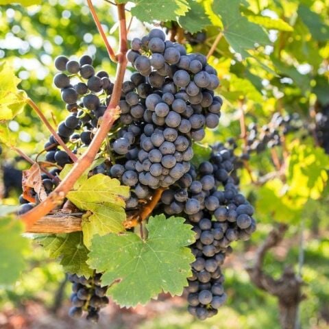 Tüplü Erkenci Dayanıklı Mavi Siyah Renkli Trakya İlkeren Sarmalık Dolmalık  Üzüm  Fidanı