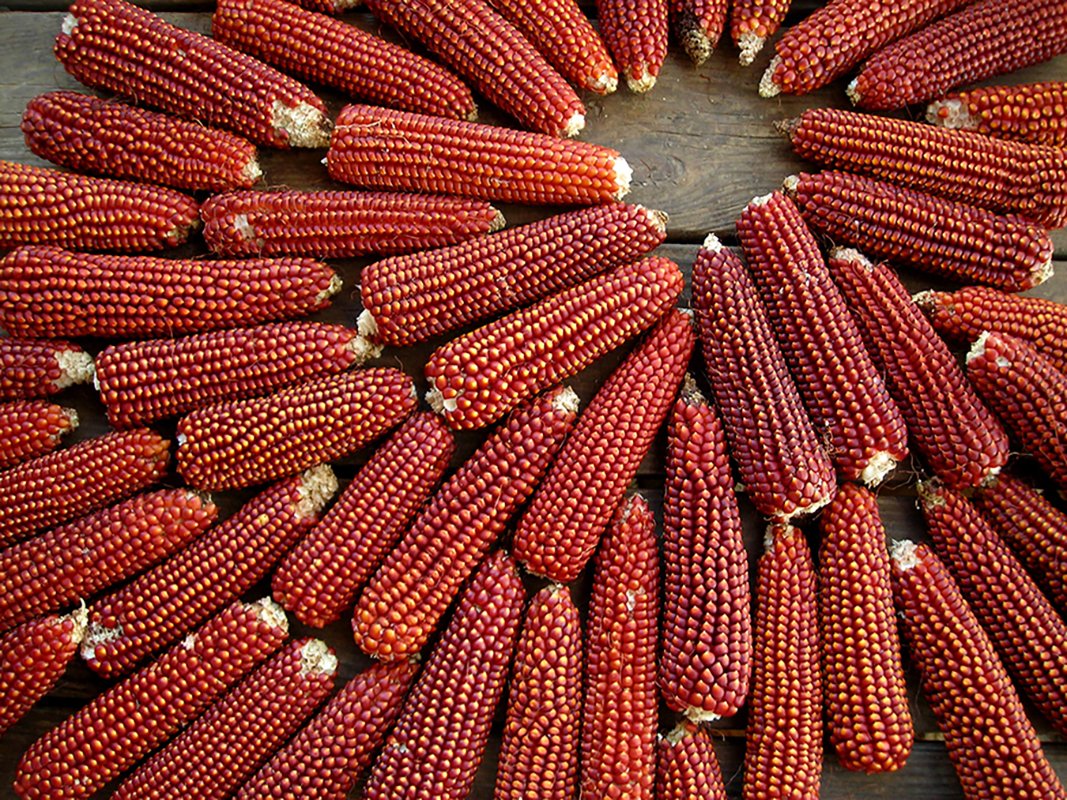 Ruby Red Kırmızı Mısır Tohumu (10 tohum)