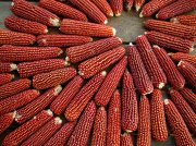 Ruby Red Kırmızı Mısır Tohumu (10 tohum)