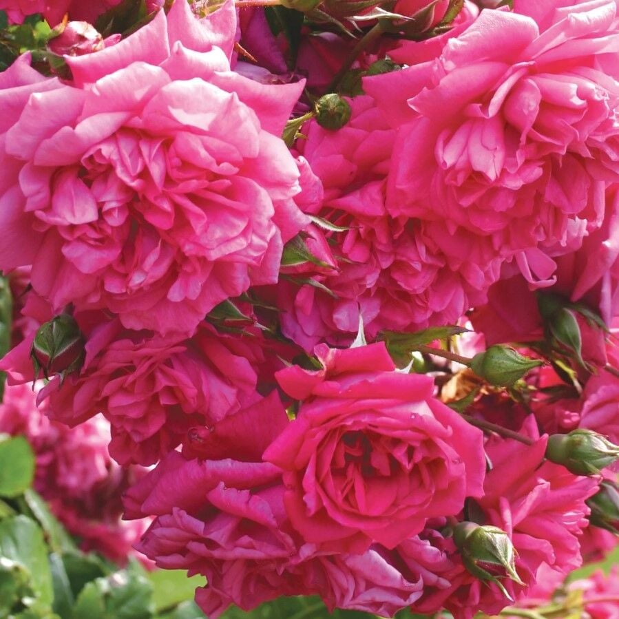 Açık Kök Yediveren Aşılı Laguna Koyu Pembe Sarmaşık Gül Fidanı