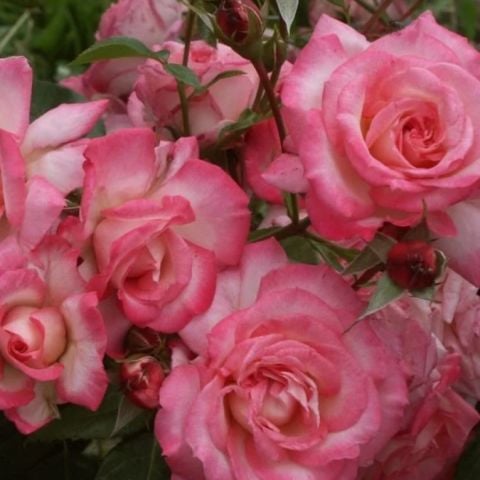 Açık Kök Yediveren Aşılı Laguna Koyu Pembe Sarmaşık Gül Fidanı