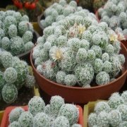 Mammillaria Gracilis Beyaz Çiçek Açan Kaktüs Bol Yavruluı (5.5 Luk Saksıda)