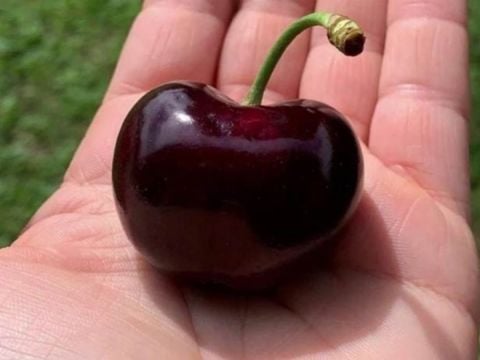 Açık Kök Yarı Bodur Carmen Dünyanın En İri Meyveli Kiraz Fidanı