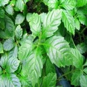 Gynostemma Pentephyllum Beş yapraklı Jiaogulan Ginseng Fidesi (10 adet)