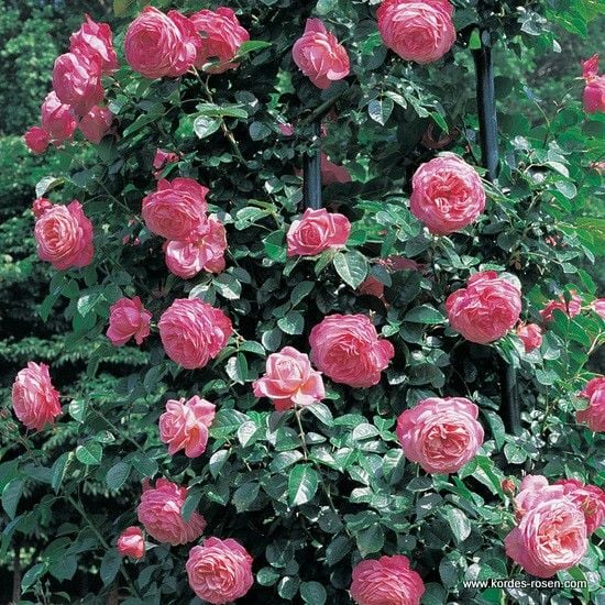 Açık Kök Yediveren Kokulu Pembe Renkli Rosanna Sarmaşık Gül Fidanı