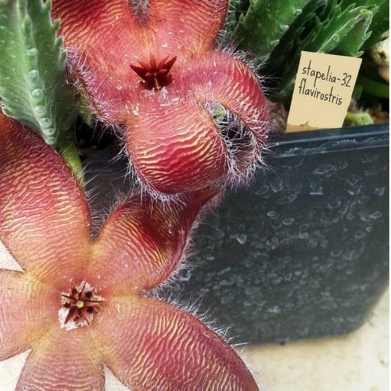 Stapelia Flavirostris Leş Kaktüsü (5.5 Luk Saksıda)