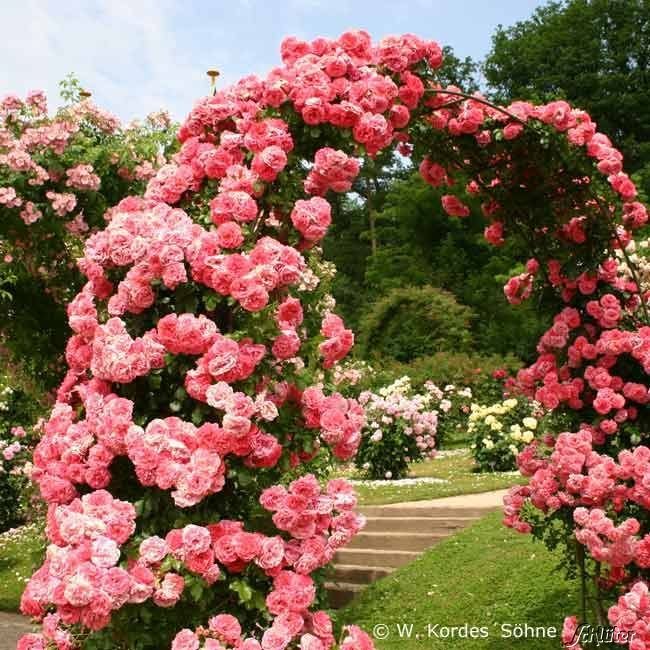 Açık Kök Aşılı Kokulu Yediveren Rosarium Uetersen  Sarmaşık Gül Fidanı