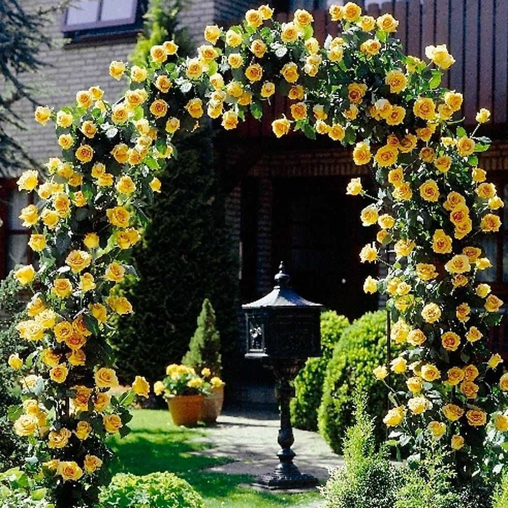 Açık Kök Aşılı Kokulu Yediveren Yellow Beauty   Sarmaşık Gül Fidanı