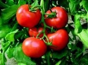 Ayaş Domatesi Fidesi (5 adet)