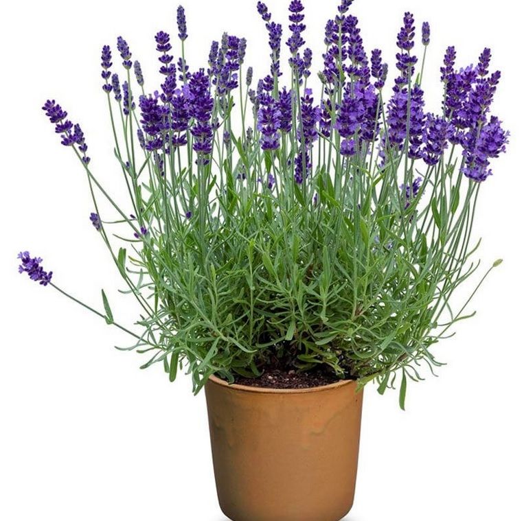 Nadir  Aromatik Vienco Compact Blue Mavi  Lavanta Fidesi (1 adet)