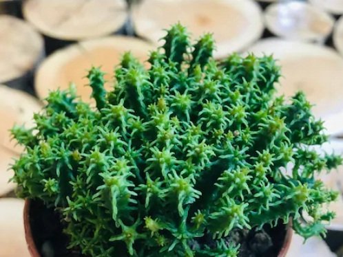 Euphorbia Species Bol Yavrulu Büyüyen Kaktüs Ağaç Yapılı (5.5 Luk Saksıda)