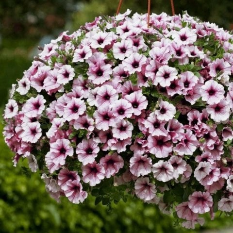 Pegasus Patio Lavender Vein Petunya Çiçeği Fidesi (3 adet)