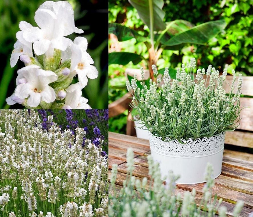 Nadir  Aromatik Vienco Early White Beyaz Çiçekli Nadir  Lavanta Fidesi (1 adet)