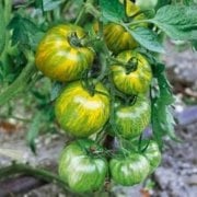 Doğal Yeşil Zebra Domates Tohumu(20 Tohum)