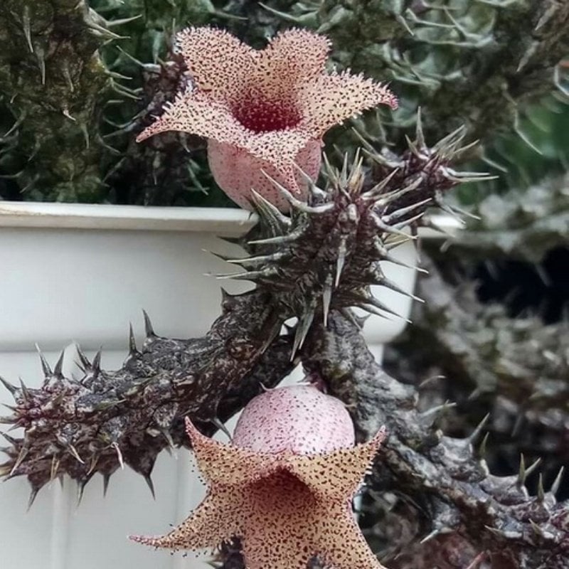 Stapelianthus Decaryi Leş Kaktüsü (5.5 Luk Saksıda)