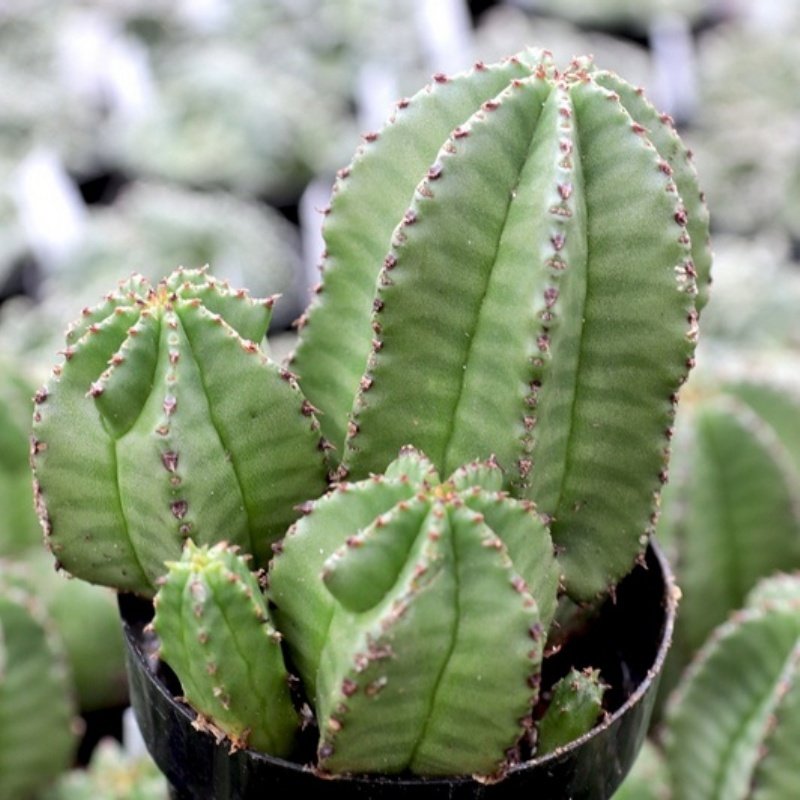 Euphorbia Anoplia Tanzanian Zipper Dikensiz Kaktüs(5.5 Luk Saksıda)