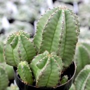 Euphorbia Anoplia Tanzanian Zipper Dikensiz Kaktüs(5.5 Luk Saksıda)