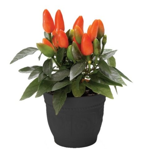 Yediveren Salsa Xp Deep Orange Saksılık Bodur Biber Fidesi (5 adet)