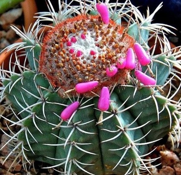 Melocactus Azereus Şapkalı Kaktüs(5.5 Luk Saksıda)