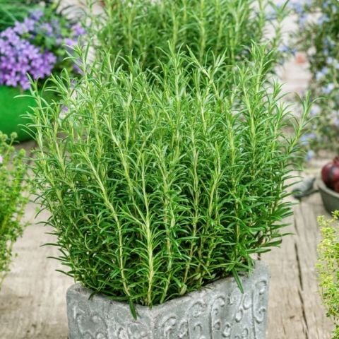Saksılık Aromatik Britania Compact Biberiye Fidesi (1 adet fide)