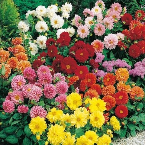 Karışık Renkli Katmerli Dahlia Çiçeği Fidesi (3 adet)