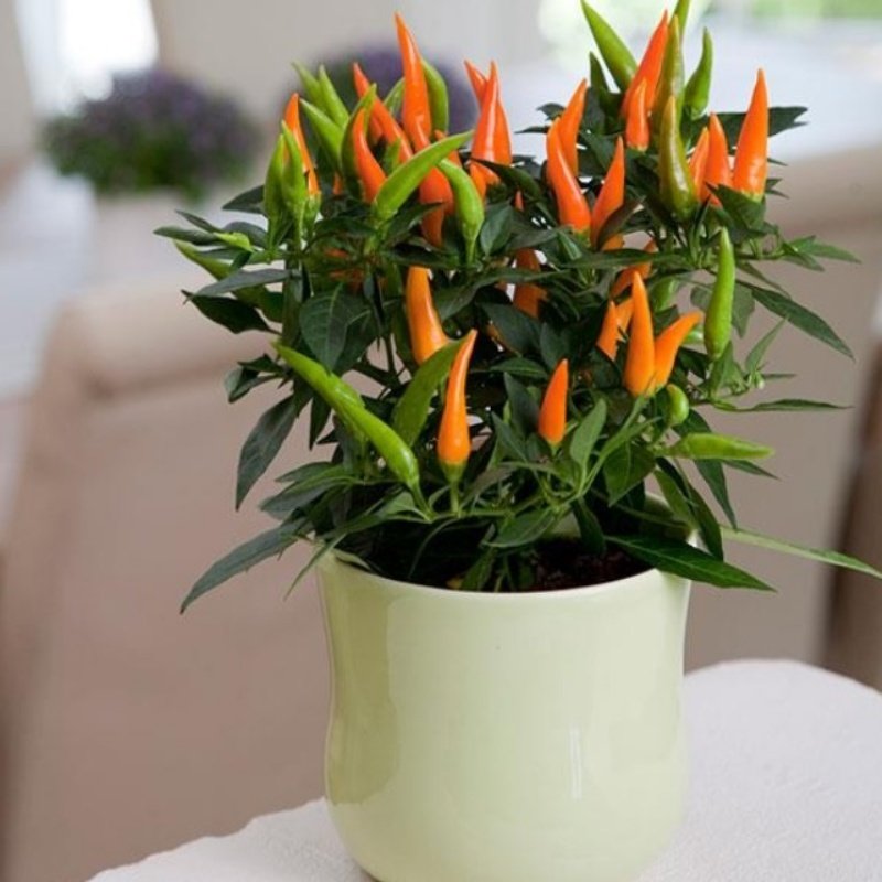 Yediveren Santos Orange Saksılık Bodur Biber Fidesi (5 adet)