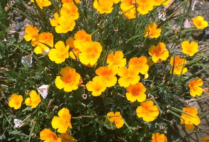 Sarı Bodur Kaliforniya Gelincik(Papaver) Çiçeği Tohumu(100 tohum)
