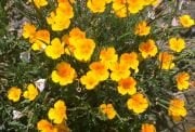 Sarı Bodur Kaliforniya Gelincik(Papaver) Çiçeği Tohumu(100 tohum)