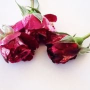 Tüplü Special Dark White Red Çok Goncalı  Yediveren Gül Fidanı