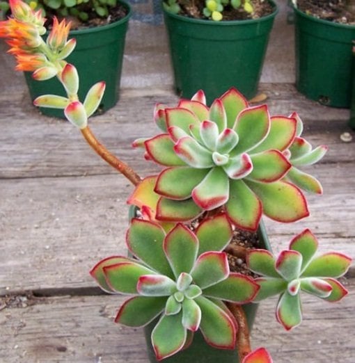 Echeveria Pulvinata Sukulent(5.5 Luk Saksıda)