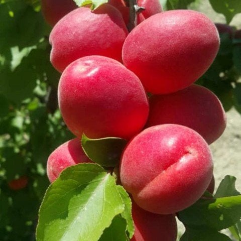 Tüplü Yüksek Verimli Zaiges Red Kırmızı Kayısı Fidanı