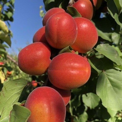 Tüplü Yüksek Verimli Zaiges Red Kırmızı Kayısı Fidanı