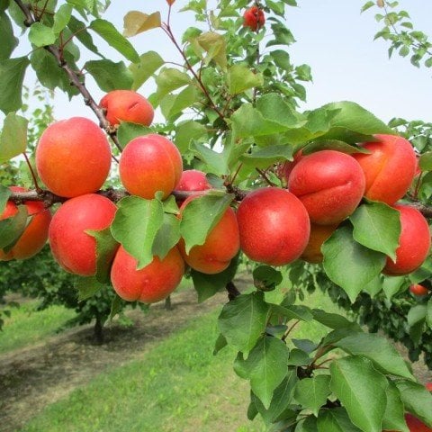 Tüplü Yüksek Verimli Zaiges Red Kırmızı Kayısı Fidanı