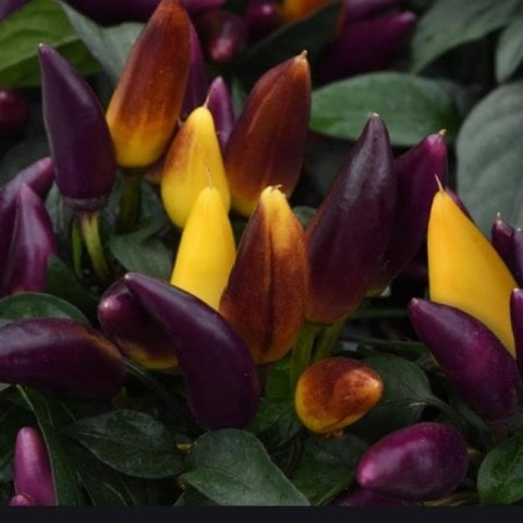 Yediveren Salsa Purple Yellow Saksılık Bodur Biber Fidesi (5 adet)